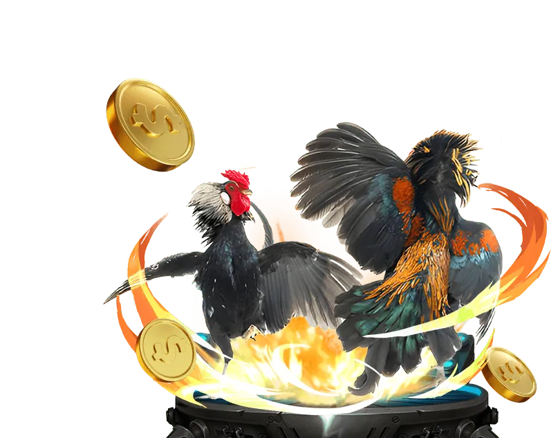 Đá gà Thomo trực tiếp 79SODO